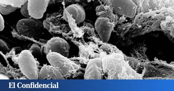 Hace 4.000 años, una misteriosa plaga se propagó por medio mundo: ya sabemos qué era y cómo lo hizo