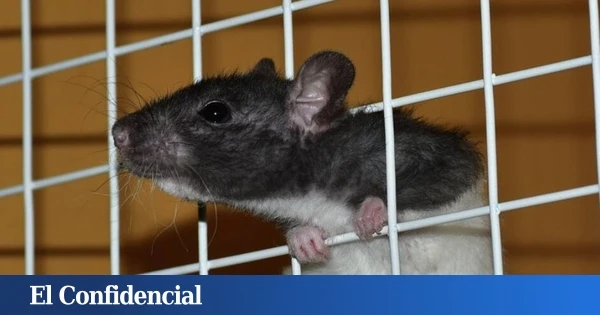 Introducen un gen humano en el ADN de un ratón y lo que pasa después es algo insólito