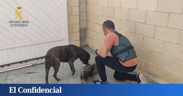 Investigan al dueño de un perro por el ataque a una menor en Tudela de Duero (Valladolid)