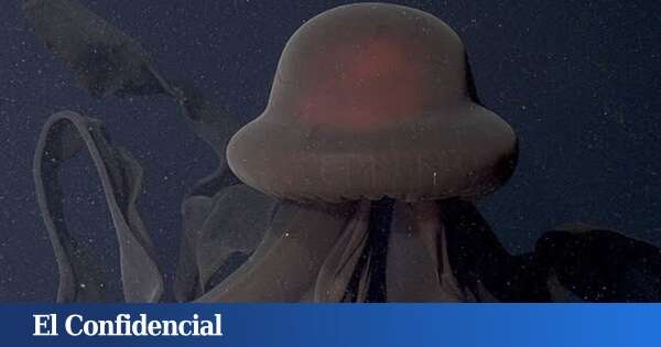 Mide 10 metros y expulsa sus crías por la boca: así es la medusa gigante fantasma