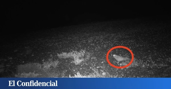 Colocan una cámara trampa y logran grabar a un extraño animal que se creyó extinto durante más de 100 años