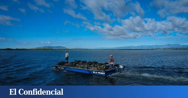 Semillas de ostra rizada con pedigrí catalán: la acuicultura del Delta del Ebro quiere dejar de depender de Francia