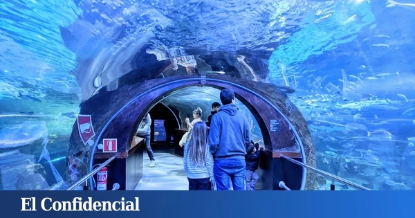 El espectacular acuario del País Vasco donde puedes caminar entre tiburones por 14 euros