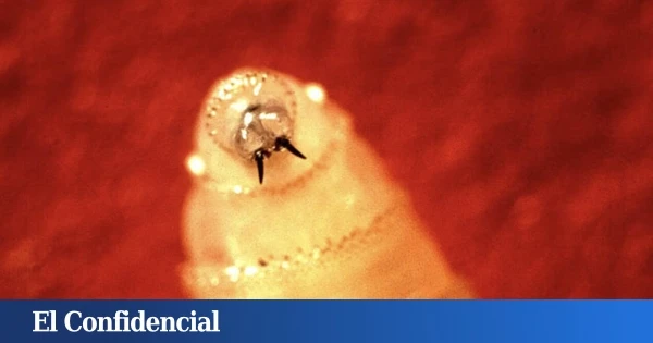 Un gusano devorador de carne pone en jaque a EEUU: la solución parece sacada de una película de ciencia ficción
