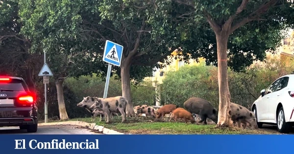 Jabalíes y otros vecinos exóticos: el resultado de urbanizar a costa de los bosques