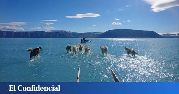 Esta foto no es 'fake': la “aterradora” realidad tras los perros que caminan sobre el agua