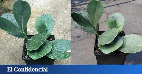 La nueva tecnología que te permite pasear por tu huerto sin salir de casa