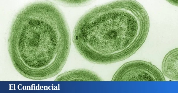 Ni huracanes ni danas: el nuevo gran peligro del calentamiento de los océanos es la escasez de oxígeno
