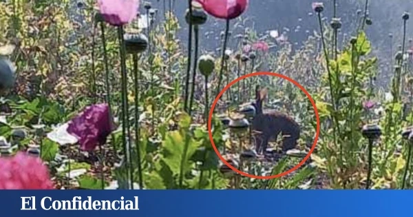 Encuentran por sorpresa a un animal que se creía extinto desde hace 120 años: 