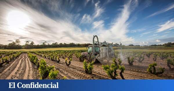 330 bodegas, 26.000 hectáreas y 50 M de litros al año: la España vaciada que resiste (y crece) gracias al vino