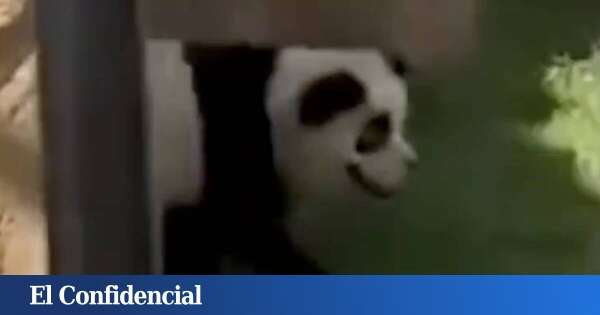 Los 'pandas' de este zoo se hacen virales... y al final su director confiesa que son perros pintados