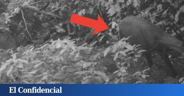 Secuencian el genoma de un 'unicornio' visto hace 12 años y tratan de averiguar si sigue vivo