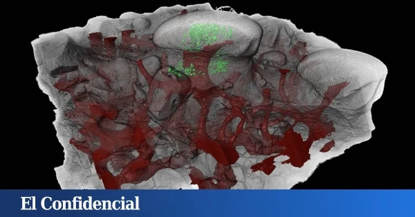 Peces con 460M de años le dicen a la ciencia que tienen la culpa de tu sensibilidad dental