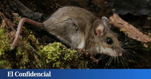 Para el hantavirus, solo somos un accidente: así se contagia la zoonosis, un problema que crece