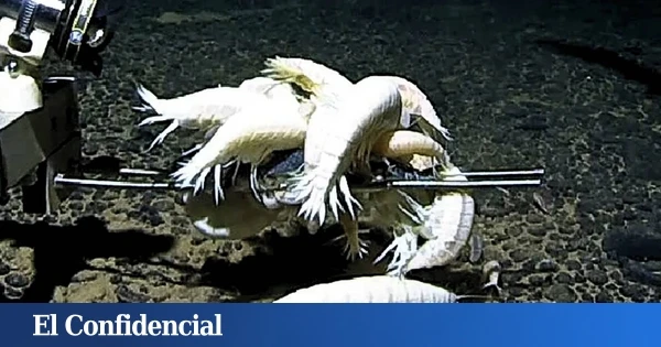 Analizan a un 'anfípodo supergigante' y se dan cuenta que habita más de la mitad de los océanos del mundo