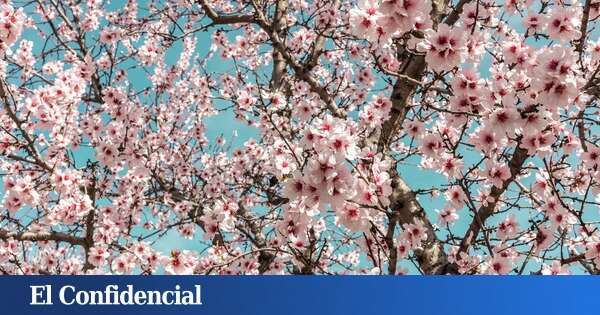 No es la Quinta de los Molinos: el oasis perfecto para disfrutar de los almendros en flor (gratis) en pleno centro de Madrid