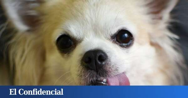 El tamaño no importa: por qué los perros con cerebros pequeños son más inteligentes