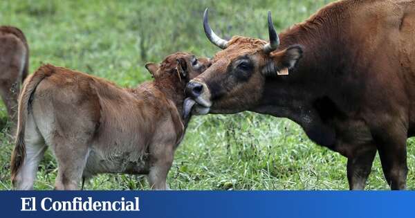 Asturias abona a agricultores y ganaderos otros 1,1 millones de ayudas PAC