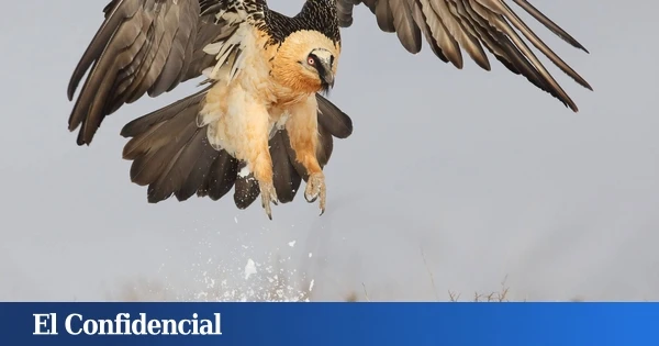 Los ángeles de la guarda del quebrantahuesos en España: así han salvado una especie desahuciada