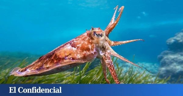 La curiosa expresión andaluza que sorprende al resto de España: se están metiendo contigo y no te enteras