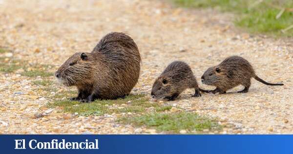 No pasaba desde hace dos décadas: el roedor invasor que está a punto de llegar a Barcelona su presencia preocupa a los expertos