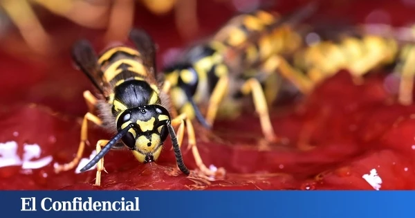 Cómo ahuyentar a las avispas para que te dejen comer tranquilo, según la ciencia