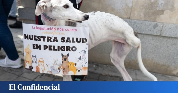 ¿Están los animales en peligro? La ley que ha puesto en pie a la veterinaria
