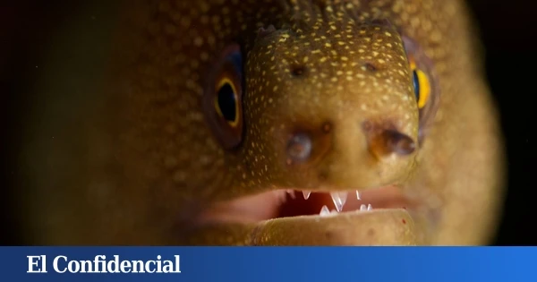 Las anguilas eléctricas pueden transferir material genético en cada descarga