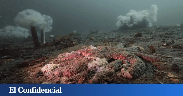 Desde 2013, algo extraño ha hecho 'papilla' a 5.000 millones de estrellas de mar: por fin sabemos qué es