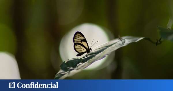 ¿Adiós a las mariposas? Este país ha reportado un alarmante declive en los últimos años