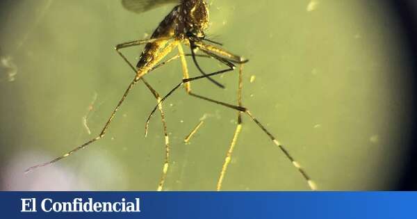 Muere una mujer de 71 años al contagiarse del Virus del Nilo, uno de los dos casos confirmados por Salud en Sevilla