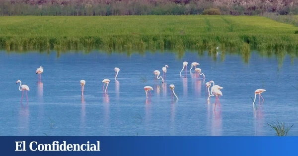El plan para resucitar a la pequeña Doñana de Cádiz que la agricultura secó en los años 60