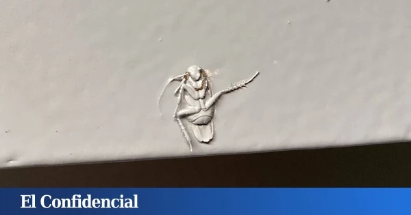 Hay cucarachas que pueden comer plástico. Y el resultado es algo que nos puede ser muy útil