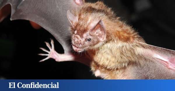 El murciélago vampiro explica cómo un roce leve de un extraño nos hace mejores personas