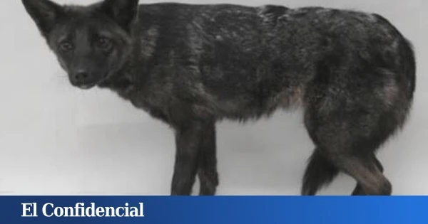 En 2021, alguien atropelló lo que creía que era un perro: hoy sabemos que era un animal que no debería haber nacido