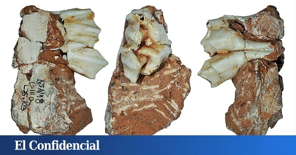 Un extraño diente con 300.000 años ha sido encontrado en España y solo hay una explicación posible