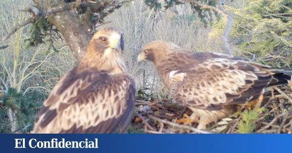 ¿Qué hace una pareja de águilas con sus crías en el jardín más transitado de Valladolid?