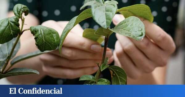 La vas a querer en casa: esta planta no se muere, purifica el aire... y además te carga el móvil