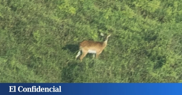 Fotografían por primera vez a una especie 'extremadamente rara' que se creía extinta desde 2005