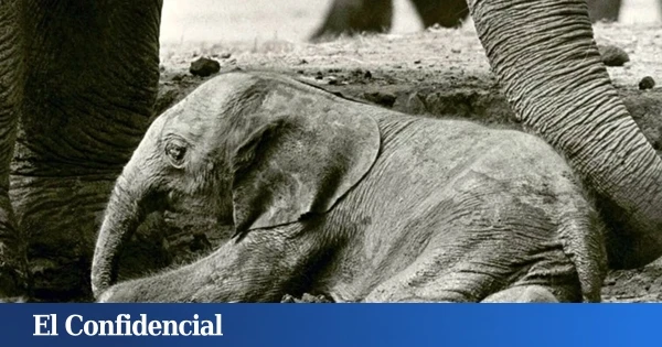 En 1978, este extraño elefante nació en un zoo de UK: hoy sabemos que fue un animal que no debió existir
