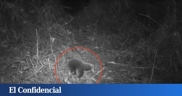 Colocan 80 cámaras trampa y logran grabar a un raro animal que se creía extinto desde 1961