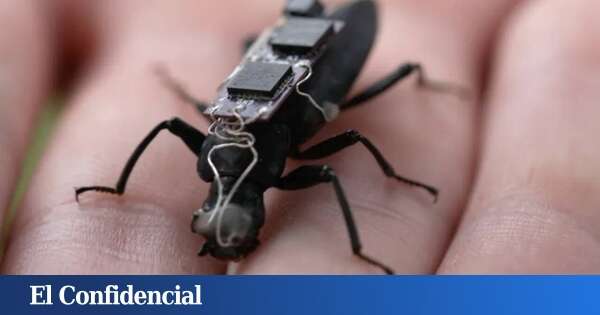 El invento que puede salvarte la vida en caso de catástrofe es... una cucaracha cyborg