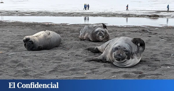 Europa consiguió salvar a sus focas. O al menos, eso creíamos. Ahora la amenaza ha vuelto