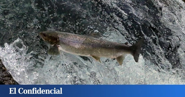 Dan ansiolíticos a salmones y ponen de manifiesto un grave problema del agua
