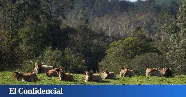 Las 500 vacas okupas que han reavivado un viejo conflicto entre Asturias y Castilla y León
