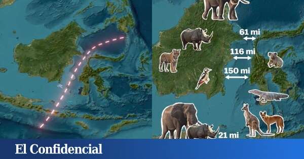 La línea Wallace: una curiosa barrera invisible que ningún animal se atreve a cruzar