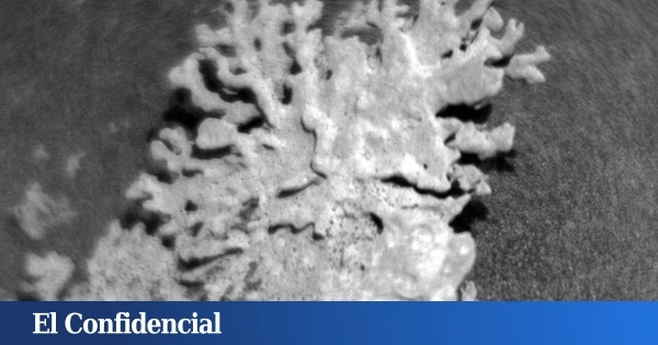 La NASA ha encontrado un 'coral' en Marte: puede ser la confirmación de lo que lleva buscando décadas