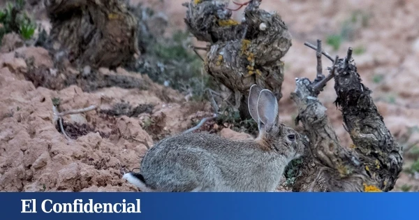 Trigo, cebada o uva: el buffet libre de millones de conejos que enfurece a los agricultores