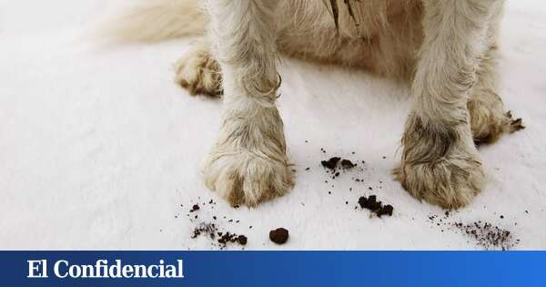 Llega a Sevilla una plaga mortal para los perros: estas son las recomendaciones de los expertos