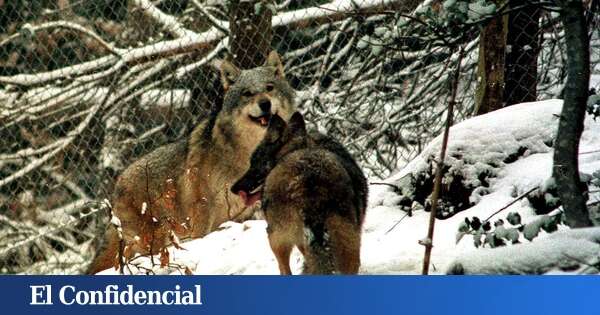 Los ganaderos le ven las orejas al lobo: aumentan un 65% los ataques en Madrid en cuatro años